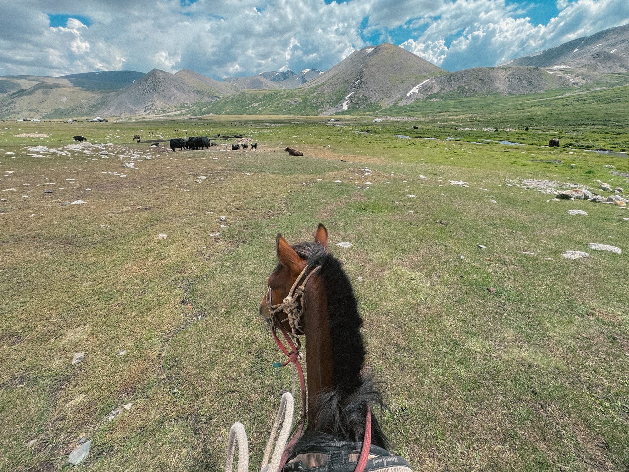 riding horse altai mountains yaks in the distance