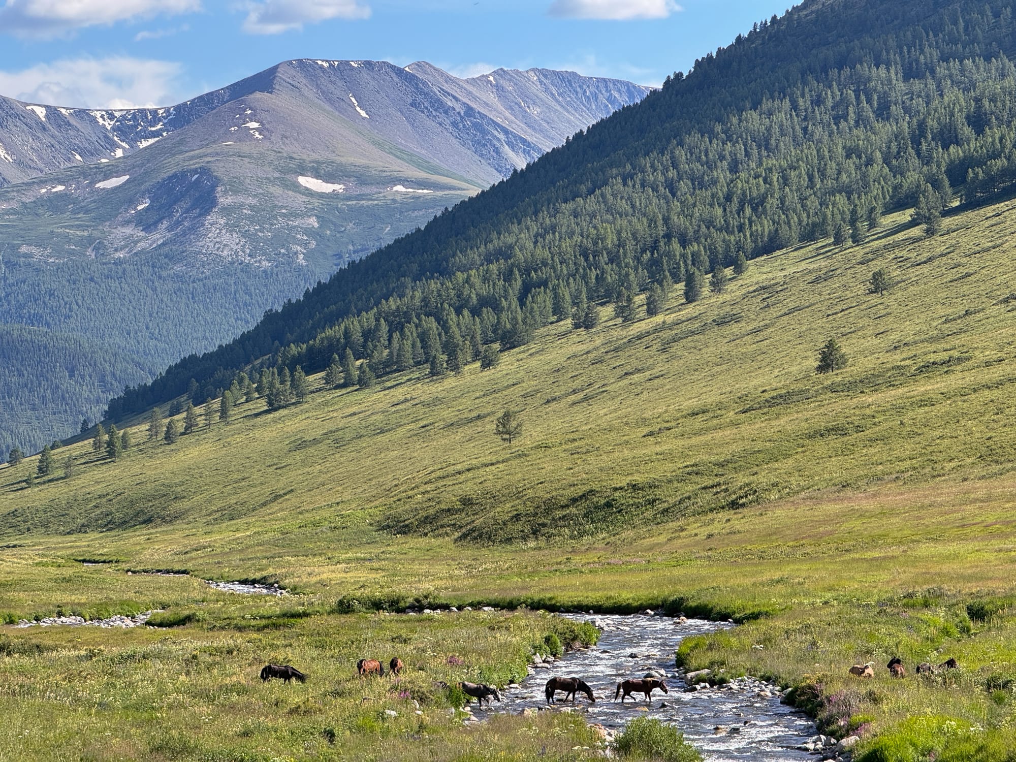 Altai national park horses crossing the river