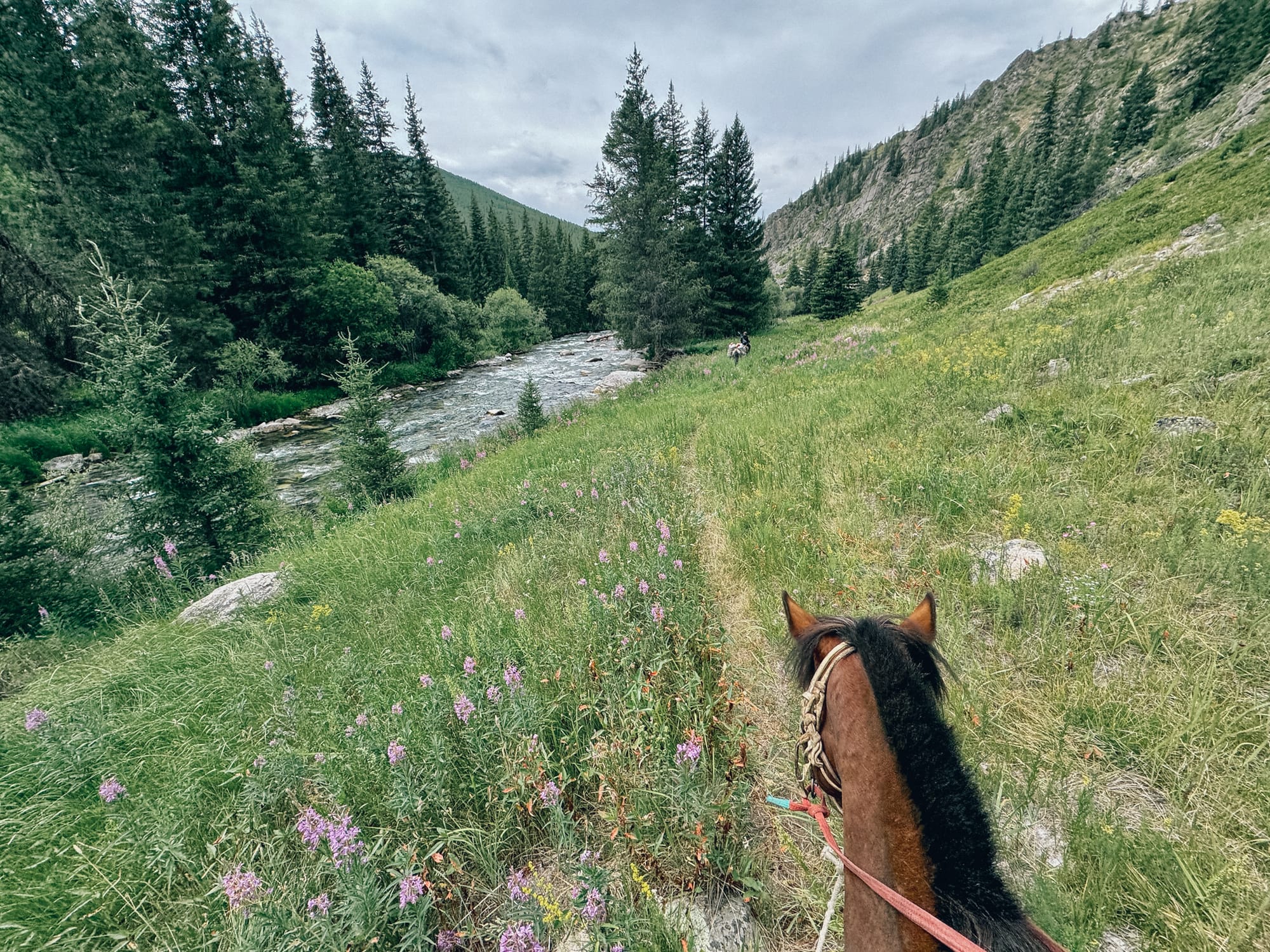 riding brown horse through alpine forest in Altai national park