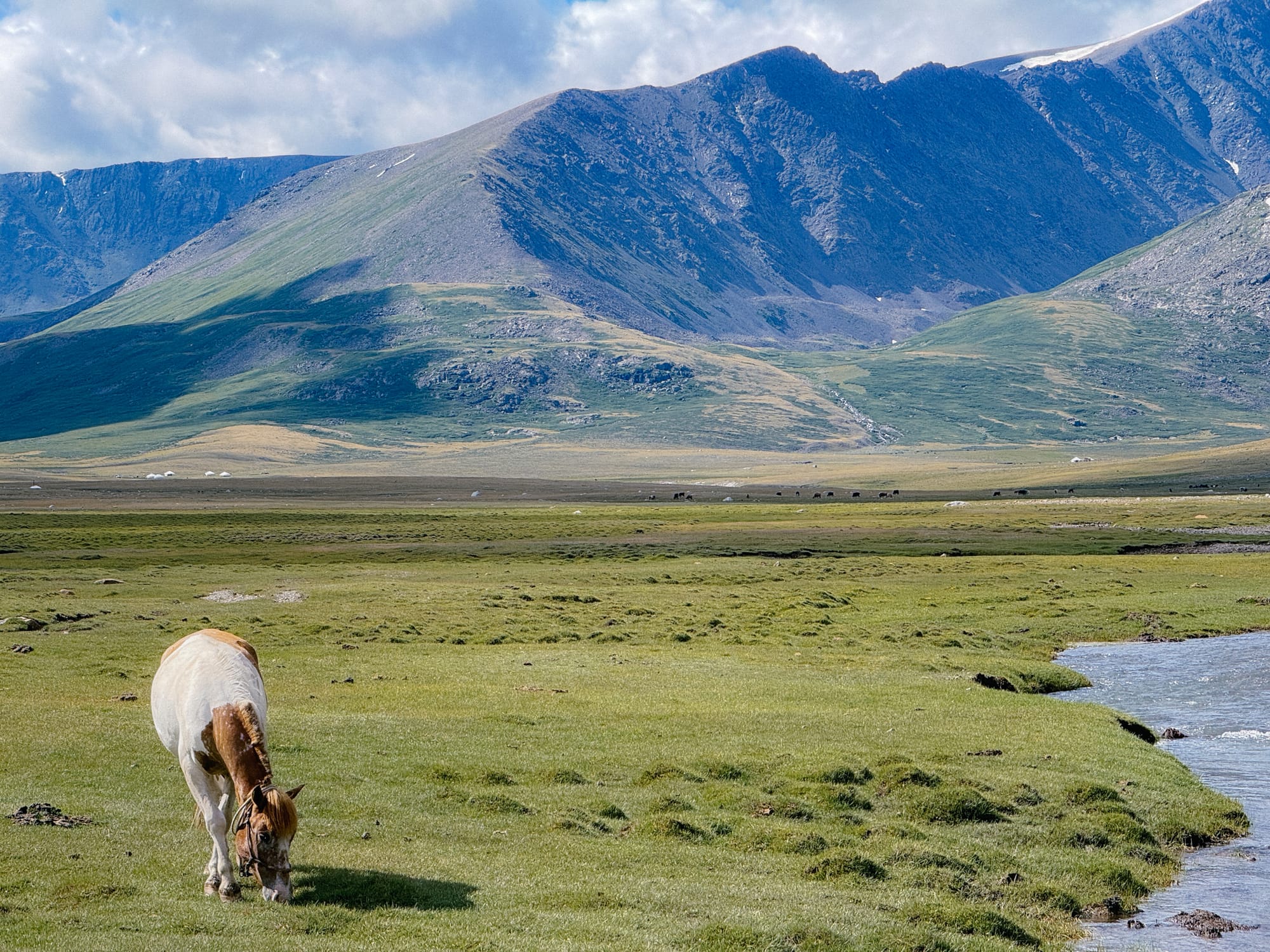 horse grazing grass altai national park