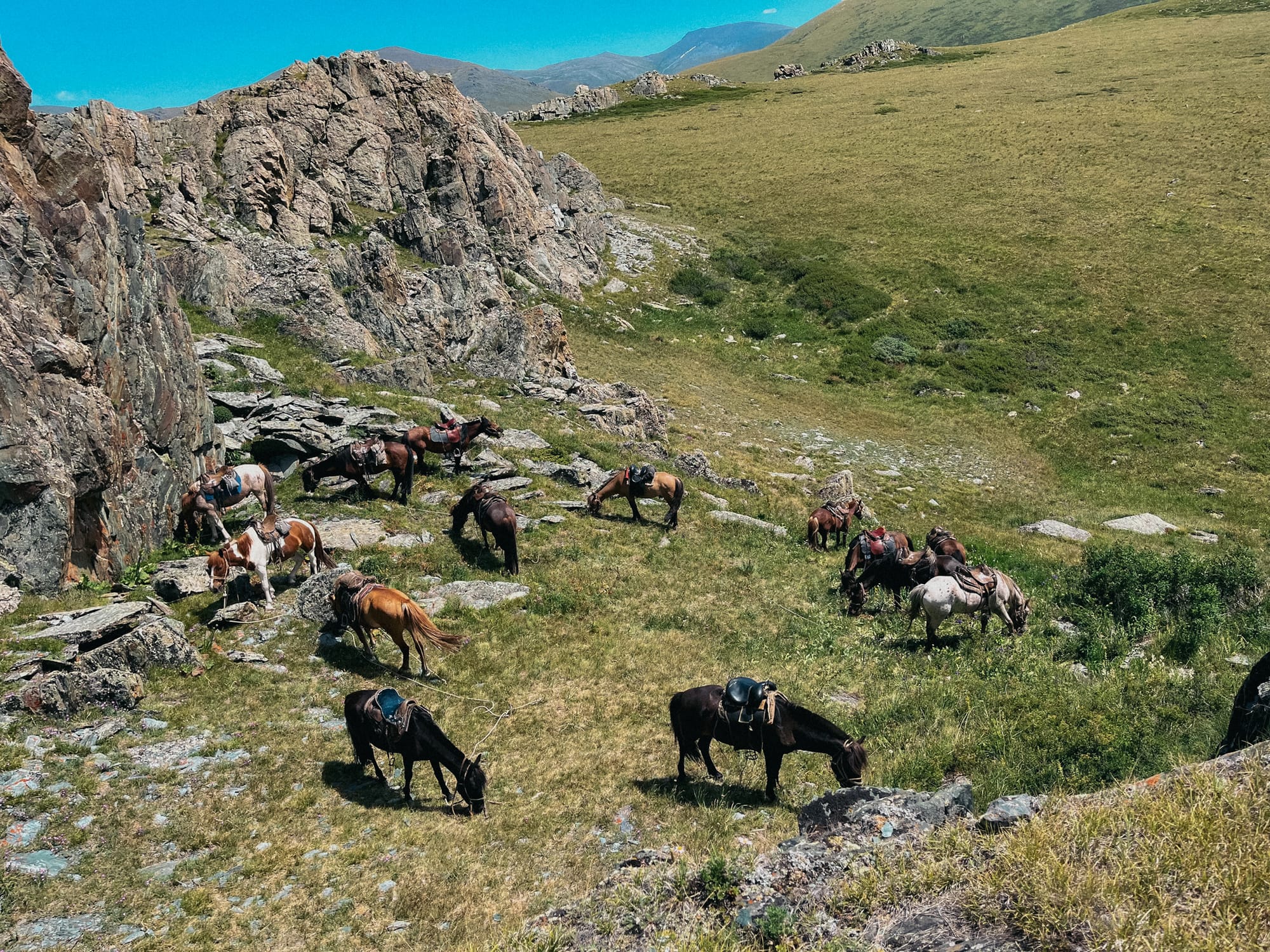 horses grazing altai mountain rocky peak